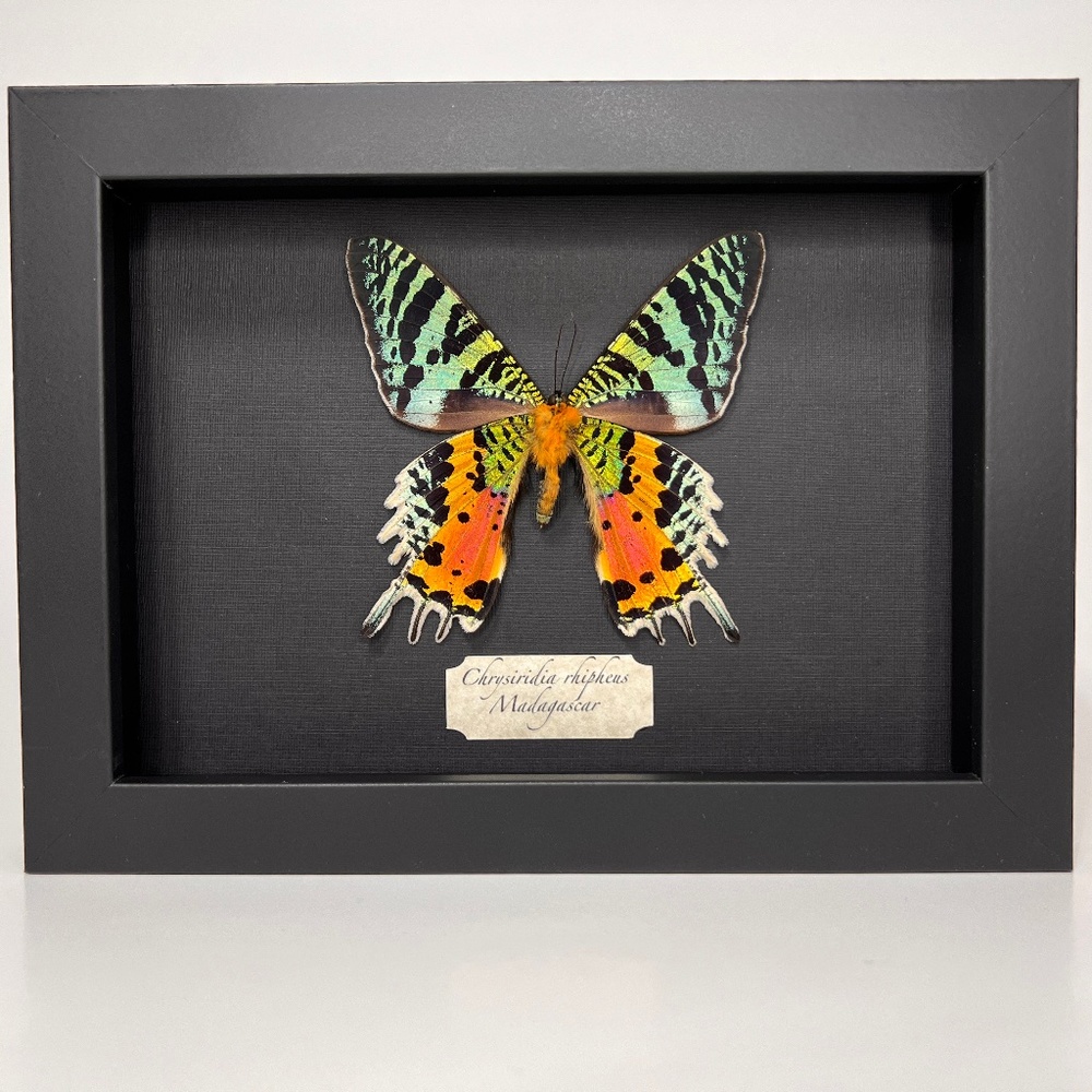 Real framed exotic Chrysiridia rhipheus